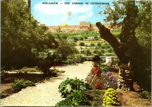 50713 - Israel - Jerusalem , The Garden of Gethsemane - gelaufen 1989