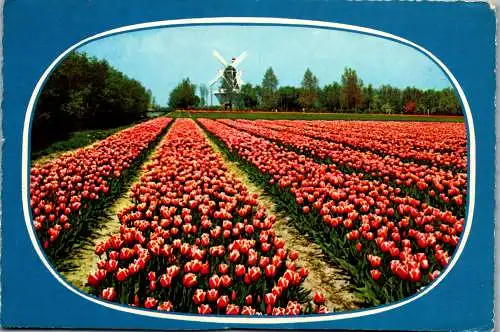 51017 - Niederlande - Blumen , Blumenfeld , Windmühle - gelaufen 1969