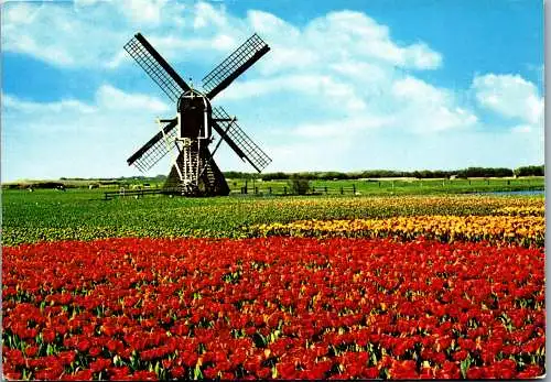 51024 - Niederlande - Blumen , Blumenfeld , Windmühle - gelaufen 1983