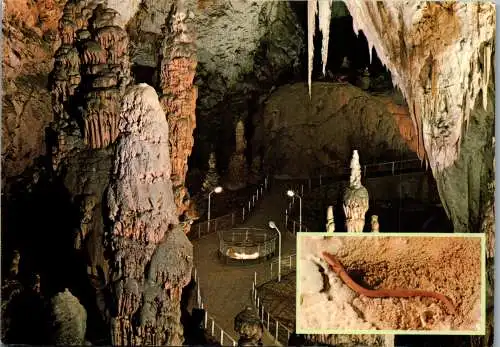 51269 - Slowenien - Postojna , Postojnska Jama , Spomenik , Cloveska ribica , Grotte - gelaufen 1984