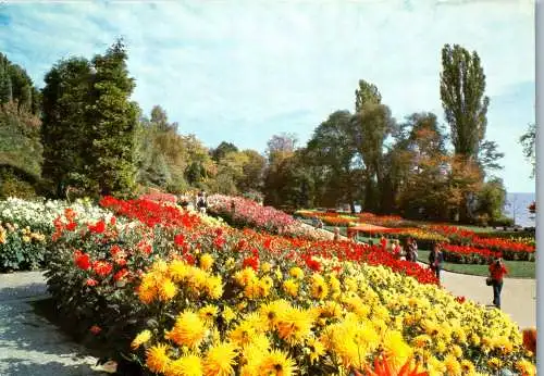 51557 - Deutschland - Insel Mainau , im Bodensee , Dahlien im Südgarten - gelaufen 1980