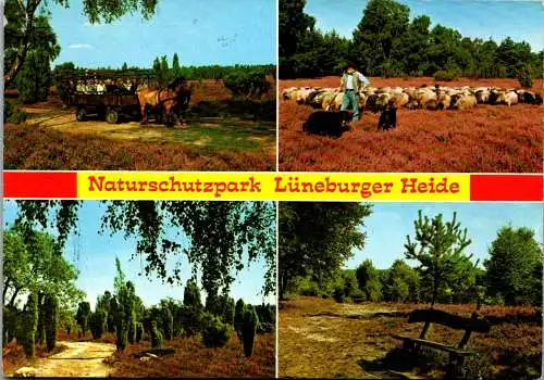 51561 - Deutschland - Lüneburger Heide , Naturschutzpark , Mehrbildkarte - gelaufen 1983