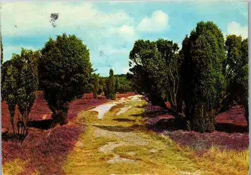 51562 - Deutschland - Lüneburger Heide , Wanderweg - gelaufen 1975