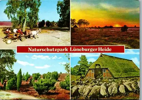 51731 - Deutschland - Lüneburger Heide , Naturschutzpark , Mehrbildkarte - gelaufen 1983