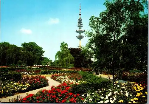 51777 - Deutschland - Hamburg , Rosenblüte in Planten un Blomen , Fernsehturm - nicht gelaufen