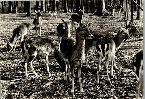 52314 - Schweiz - Bern , Tierpark Dählhölzli , Damhirsche - gelaufen 1964