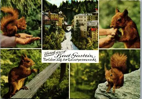 52452 - Salzburg - Bad Gastein , Eichhörnchen , Kaiserpromenade - gelaufen