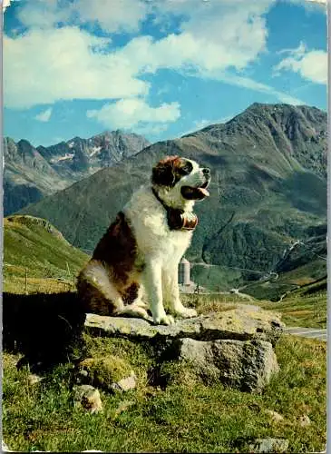 53298 - Tiere - Hunde , Bernhardinerhund - gelaufen