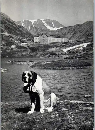 53299 - Schweiz - St. Bernard , Hund , Dog , Bernhardiner - gelaufen 1960