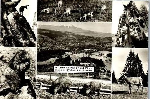 53301 - Schweiz - St. Gallen , Wildpark Peter und Paul , Tierpark - gelaufen 1966