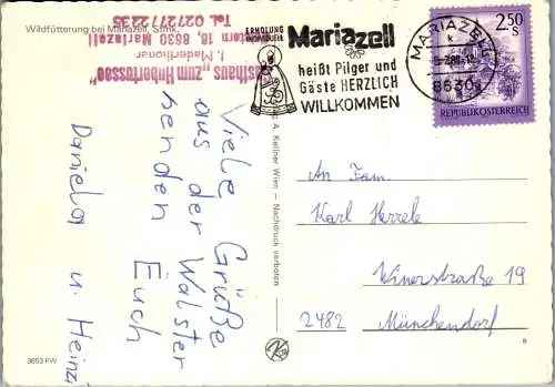 53611 - Steiermark - Mariazell , Wildfütterung bei Mariazell - gelaufen
