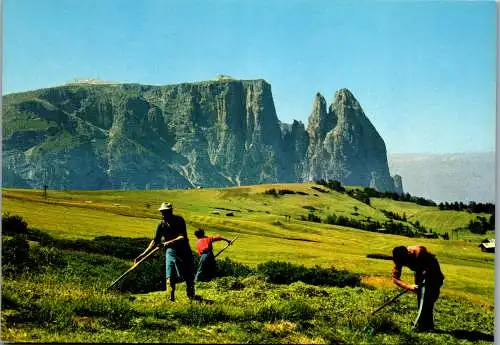 53880 - Italien - Seiser Alm , Alpe di Suisi , Lo Sciliar , Seiseralm und Schlern , Mäharbeit - nicht gelaufen