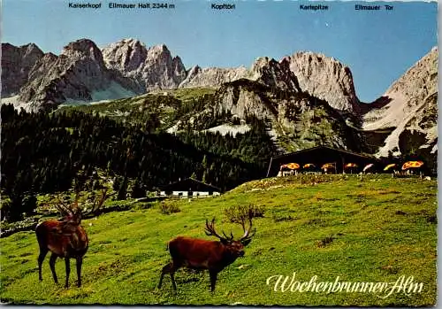 54208 - Tirol - Ellmau , Wochenbrunner Alm mit Wildpark , Matthias Huber - gelaufen 1978