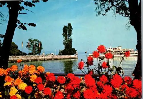 54353 - Deutschland - Insel Mainau , Dahlien , Blick zum Hafen - nicht gelaufen