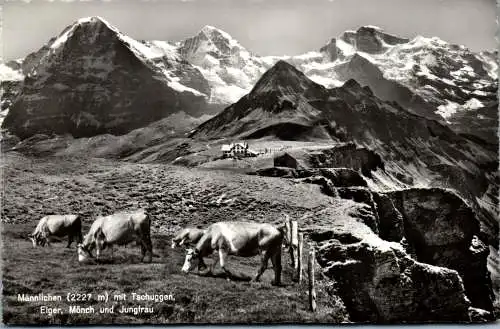 54933 - Schweiz - Männlichen , mit Tschuggen , Eiger , Mönch und Jungfrau , Berghaus , Fr. Hutmacher Wahli - 1964