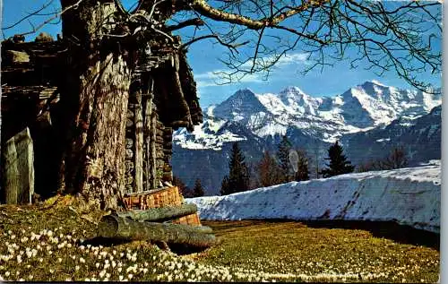 54946 - Schweiz - Interlaken , Eiger , Mönch und Jungfrau - gelaufen 1971