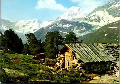 55020 - Italien - Solda , Il Gran Zebru , Sulden , Königsspitze - gelaufen 1976