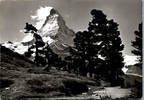 55055 - Schweiz - Zermatt , Arven auf Riffelalp ob Zermatt , Matterhorn - gelaufen 1960