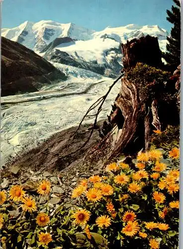55064 - Schweiz - Morteratschgletscher , Gemswurz , Piz Palü , Bellavista - gelaufen 1962