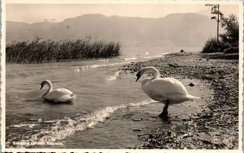 55326 - Oberösterreich - Attersee , Schwäne auf dem Attersee - gelaufen 1937