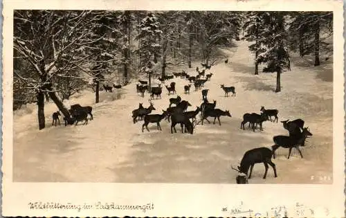 55748 - Oberösterreich - Salzkammergut , Wildfütterung - gelaufen 1949