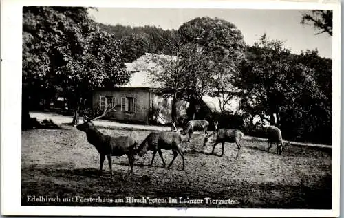 56016 - Wien - Lainzer Tor , Edelhirsch mit Försterhaus Gasthaus Hirschgstemm , Lainzer Tiergarten - gelaufen 1957