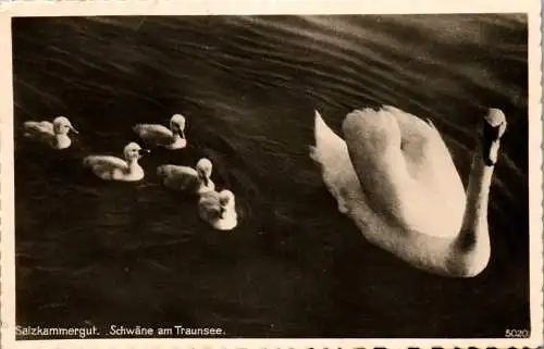 57142 - Oberösterreich - Gmunden , Schwäne am Traunsee , Salzkammergut - gelaufen 1942