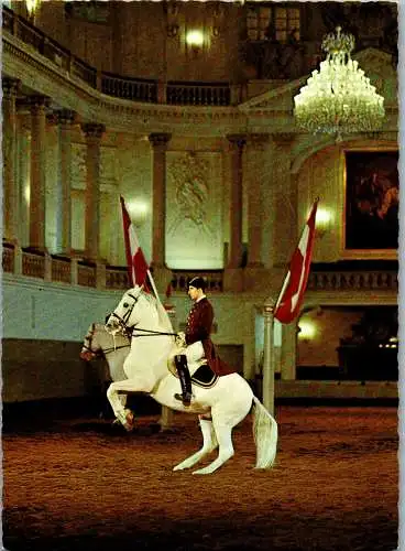 57338 - Wien - Wien , Spanische Hofreitschule , Lipizzaner , Pferd - nicht gelaufen