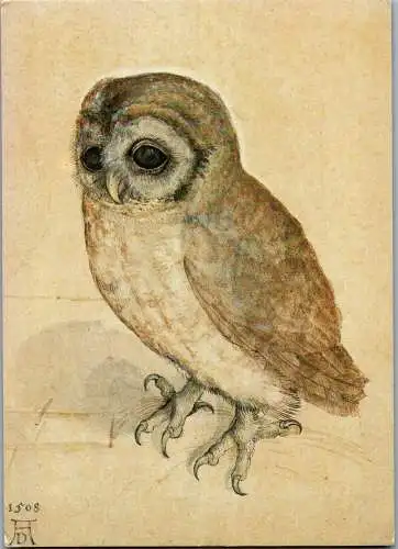 57515 - Künstlerkarte - Albrecht Dürer , Eule , Owl - nicht gelaufen