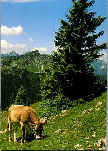 57537 - Deutschland - Allgäu , Blick auf die Alpen - nicht gelaufen