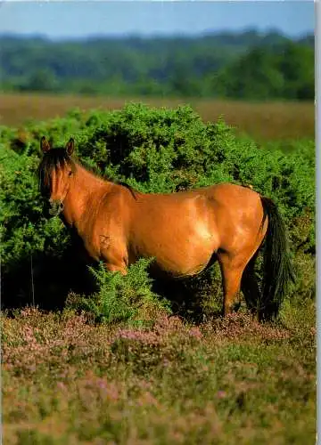 57624 - Tiere - Pferde ,  - nicht gelaufen