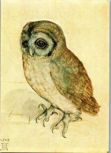 58144 - Künstlerkarte - Albrecht Dürer , Das Käuzchen , The Screech Owl - nicht gelaufen