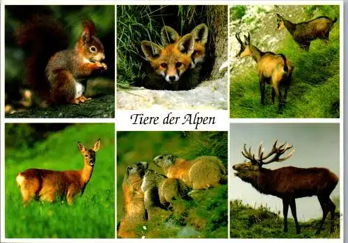 58181 - Tiere - Sonstige , Tiere der Alpen - gelaufen 2007