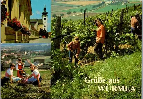 59122 - Niederösterreich - Würmla , Gruß aus , Weinbau - gelaufen 1984