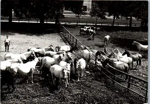 59212 - Slowenien - Sezana , Kobilarna Lipica , Jadran , exp. Inp. Pferde , Horse - gelaufen 1962