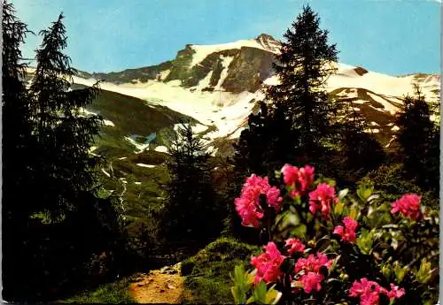 59456 - Tirol - Zillertal , Am Weg zum Tuxerjoch , Alpenrose - gelaufen 1975