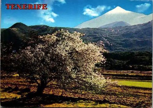 59789 - Spanien - Teneriffa , El Teide - gelaufen 1979