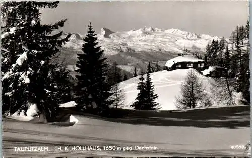 59962 - Steiermark - Tauplitzalm , Th. K. Hollhaus gegen Dachstein im Winter , Panorama - gelaufen 1956