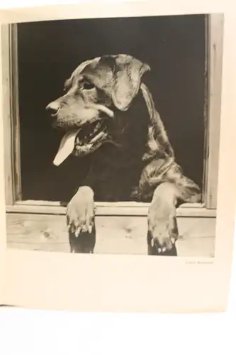 Hein Gorny: Ein Hundebuch. Mit 80 Bildseiten. Text von Graf Wolf Baudissin. 