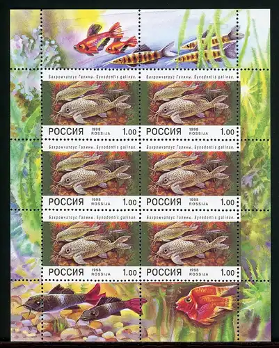 Russland Kleinbogen 648 postfrisch Fische #HX222
