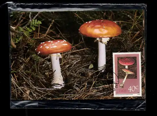 Ciskei 145-148 gestempelt Maximumkarten / Pilze #GC435