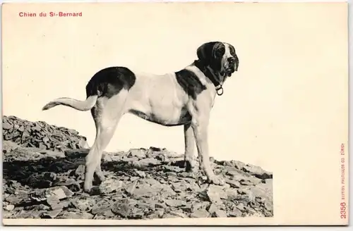 AK Schweiz Chien du St. Bernard #PM709