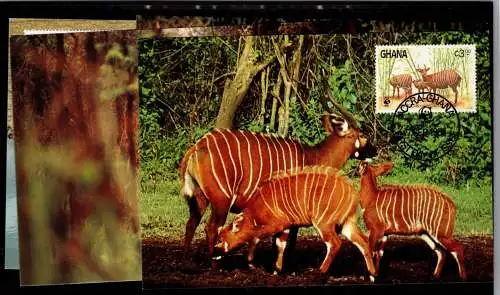 Ghana 1060-1063 gestempelt auf Maximumkarten / Wildtiere #NN599