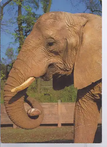 alb-8600 Zoologischer Garten SAARBRÜCKEN  , Afrikanischer Elefant FATMA 