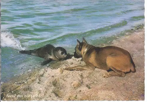 79017 Scherzkarte , seltsame Begegnung am Nordseestrand zwischen Boxer und Seehund 