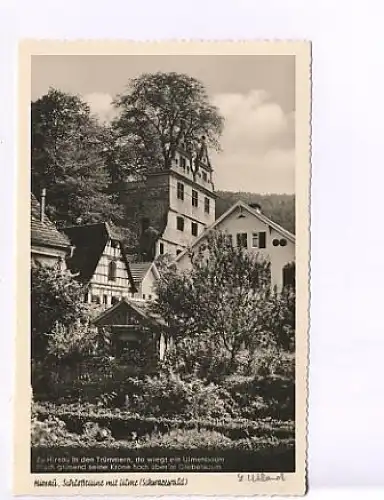 Hirsau Schwarzwald Schloßruine mit Ulme ngl 17.327