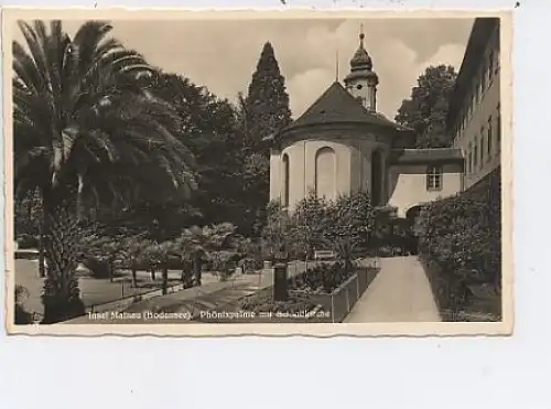 Insel Mainau Phönixpalme vor Schloßkirche ngl 14.231