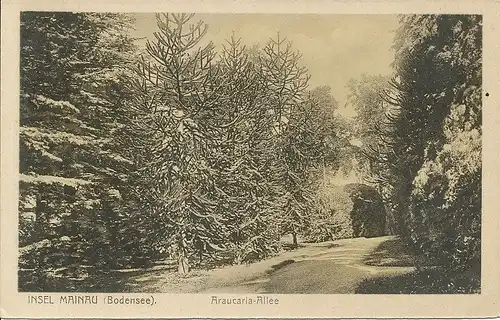 Insel Mainau Araucaria-Allee ngl 133.263