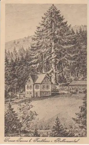 Große Tanne b. Forsthaus i. Rollwassertal gl1925 61.589