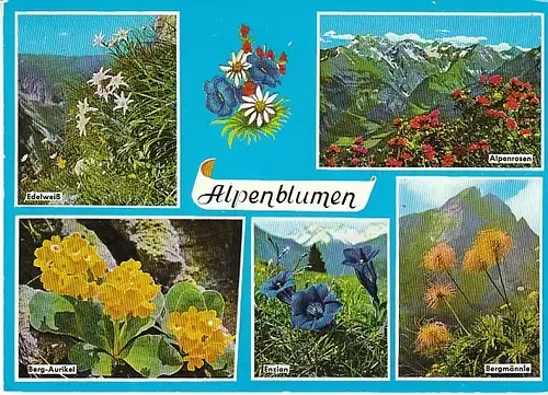 Alpenblumen Mehrbildkarte glg~l1990? C0454